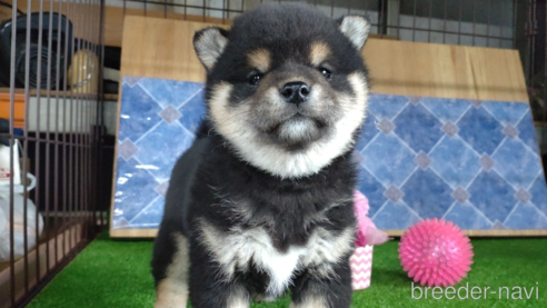 成約済の鹿児島県の柴犬-302701の2枚目