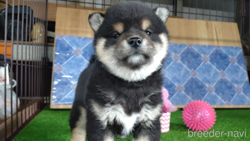 商談中の鹿児島県の柴犬-302701の2枚目