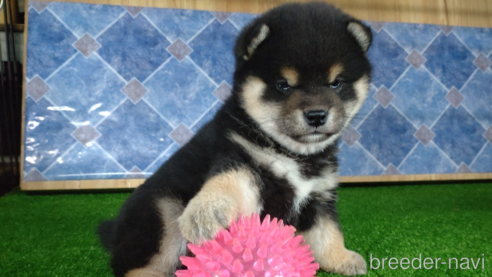 成約済の鹿児島県の柴犬-302701の1枚目