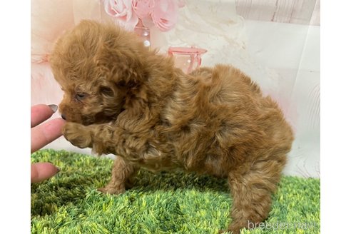 成約済の岡山県のティーカッププードル-301894の8枚目