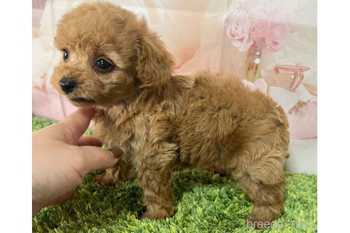 成約済の岡山県のタイニープードル-301465の2枚目