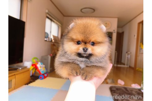 成約済の岐阜県のポメラニアン-296864の37枚目