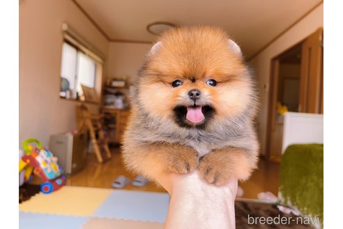 成約済の岐阜県のポメラニアン-296864の32枚目