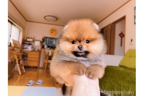 成約済の岐阜県のポメラニアン-296864の31枚目