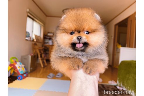 成約済の岐阜県のポメラニアン-296864の33枚目