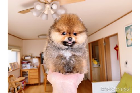 成約済の岐阜県のポメラニアン-296864の26枚目