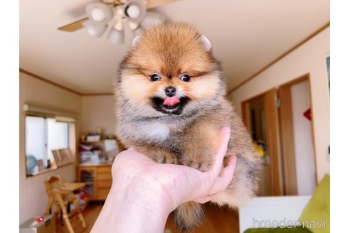 成約済の岐阜県のポメラニアン-296864の18枚目
