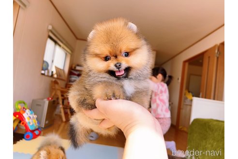 成約済の岐阜県のポメラニアン-296864の10枚目