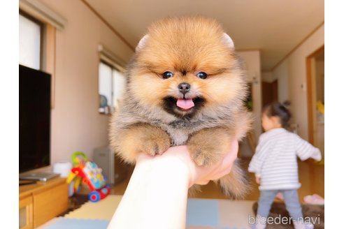 成約済の岐阜県のポメラニアン-296864の8枚目