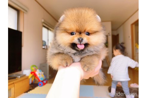 成約済の岐阜県のポメラニアン-296864の9枚目