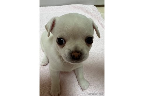 成約済の千葉県のチワワ(スムースコート)-297354の70枚目