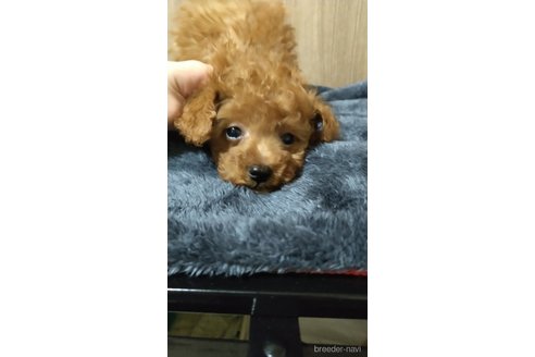 成約済の福岡県のトイプードル-295490の9枚目