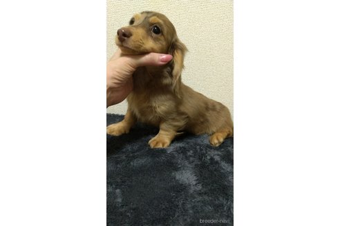 成約済の福岡県のミニチュアダックスフンド(ロングヘアード)-288007の6枚目