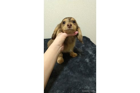 成約済の福岡県のミニチュアダックスフンド(ロングヘアード)-288007の5枚目