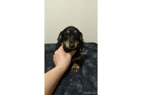 成約済の福岡県のミニチュアダックスフンド(ロングヘアード)-288010の6枚目