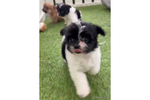 成約済の福岡県のチワマル:チワワ×マルチーズ-300310の3枚目