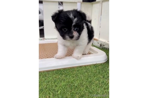 成約済の福岡県のチワマル:チワワ×マルチーズ-300310の4枚目