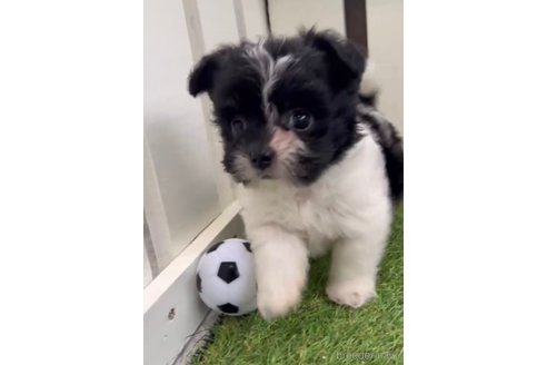 成約済の福岡県のチワマル:チワワ×マルチーズ-300310の5枚目