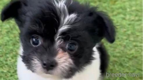 成約済の福岡県のチワマル:チワワ×マルチーズ-300310