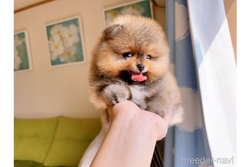 成約済の岐阜県のポメラニアン-299325の28枚目