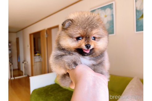 成約済の岐阜県のポメラニアン-299325の20枚目