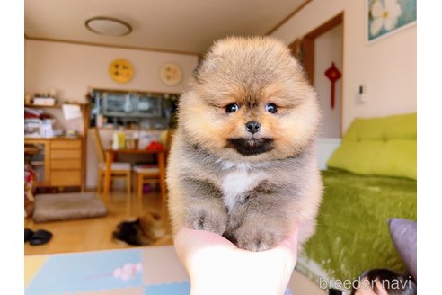 成約済の岐阜県のポメラニアン-299325の13枚目