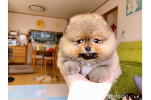 成約済の岐阜県のポメラニアン-299325の15枚目