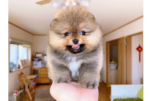 成約済の岐阜県のポメラニアン-299325の11枚目