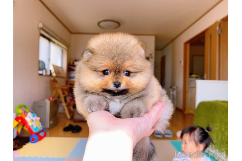 成約済の岐阜県のポメラニアン-299325の3枚目