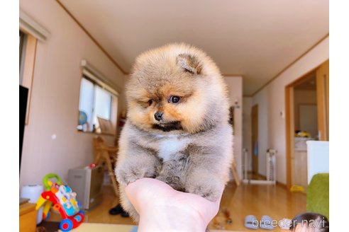 成約済の岐阜県のポメラニアン-299325の4枚目