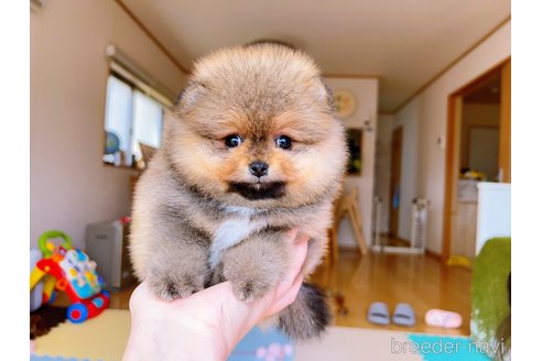 成約済の岐阜県のポメラニアン-299325の6枚目