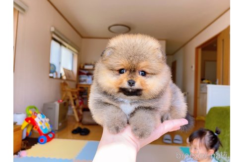 成約済の岐阜県のポメラニアン-299325の2枚目