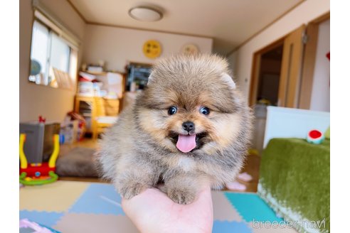 成約済の岐阜県のポメラニアン-299747の29枚目