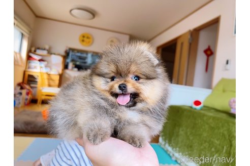 成約済の岐阜県のポメラニアン-299747の27枚目