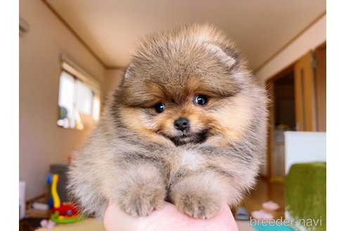 成約済の岐阜県のポメラニアン-299747の23枚目