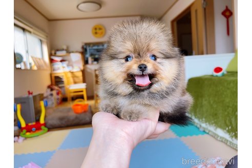 成約済の岐阜県のポメラニアン-299747の19枚目
