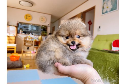 成約済の岐阜県のポメラニアン-299747の16枚目