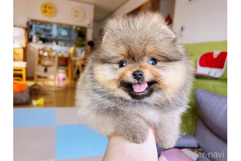 成約済の岐阜県のポメラニアン-299747の15枚目