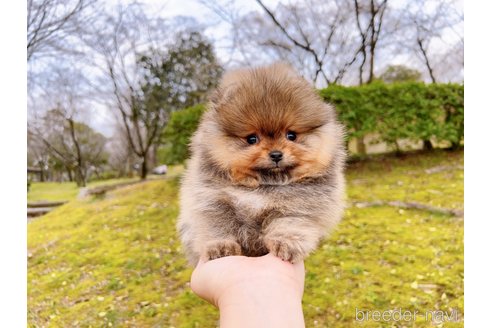成約済の岐阜県のポメラニアン-299747の8枚目