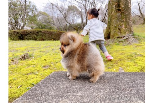 成約済の岐阜県のポメラニアン-299747の3枚目