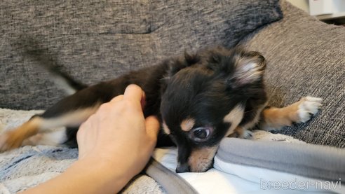 成約済の神奈川県のミックス犬-298203の10枚目