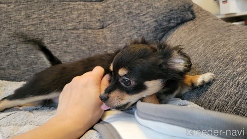 成約済の神奈川県のミックス犬-298203の9枚目