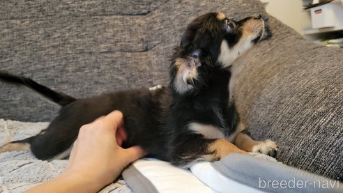 成約済の神奈川県のミックス犬-298203の8枚目