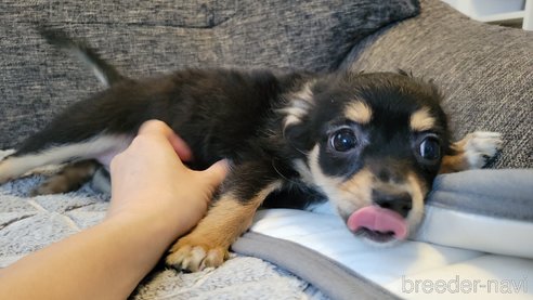 成約済の神奈川県のミックス犬-298203の7枚目