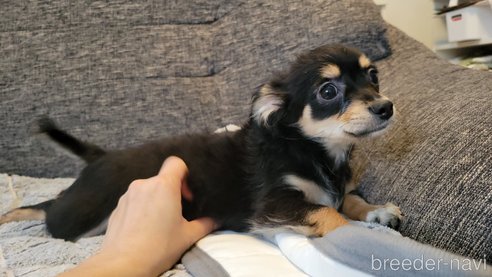 成約済の神奈川県のミックス犬-298203の6枚目