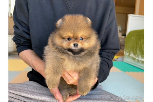 成約済の岐阜県のポメラニアン-298156の22枚目