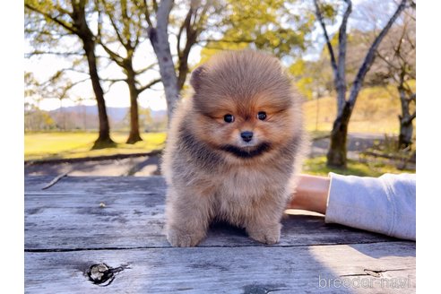 成約済の岐阜県のポメラニアン-298156の4枚目