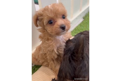 成約済の福岡県のミックス犬-302763の5枚目