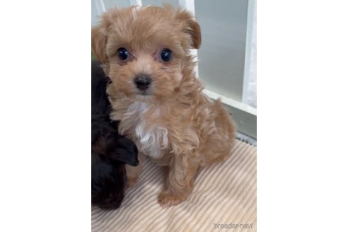 成約済の福岡県のミックス犬-302763の3枚目