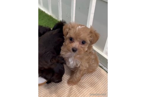 成約済の福岡県のミックス犬-302763の4枚目